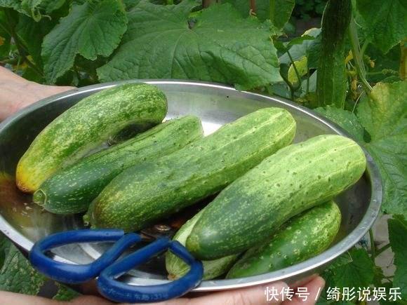 6、7月阳台种4种菜，只要肥水足，叶绿果实多，收获一茬接一茬