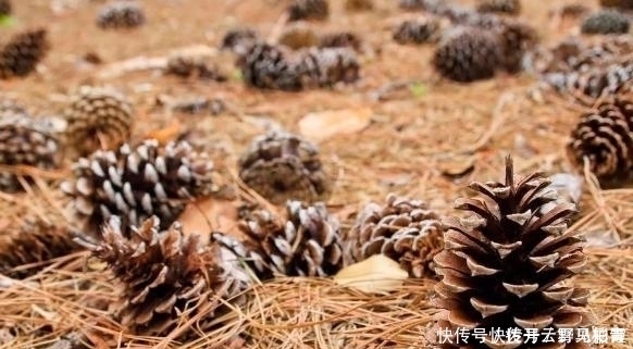 按需施肥太累人,不如就拿它当花土,养啥花都没问题!