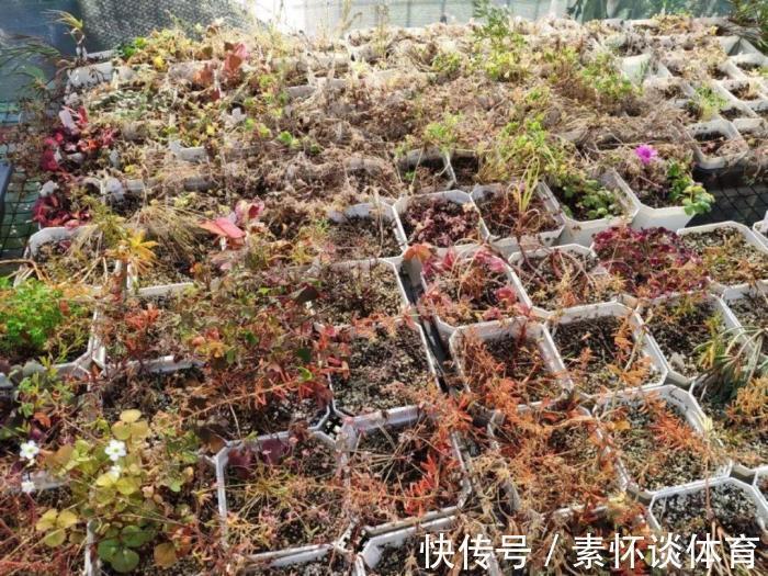 枯黄|家里有此7种花,少浇水不能晒,天热要休眠早看早知道