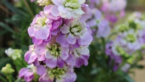 适应能力|最让人喜欢的3种花,仙气十足,月月开花,室内盆栽也可以