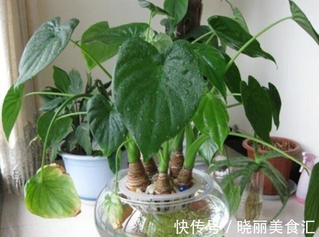 长寿花|农历十一月大雪过后，养什么花？家里养3种花，福星高照福泰安康