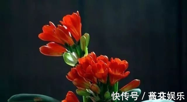 土壤|君子兰最爱“2种水”,15天用一次,花剑蹭蹭冒,1年能开2次花!