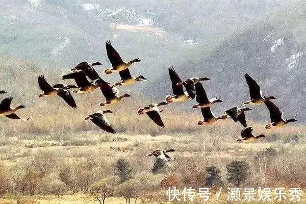 千古名篇&16岁少年见一对大雁殉情而死,落笔成文,写下无人超越的千古名篇