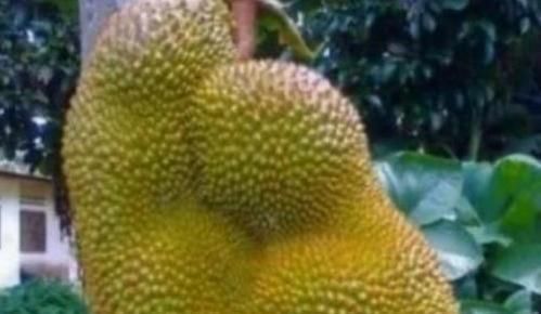 榴莲|那些“成精”的水果,忍了榴莲,忍了苹果,看到草莓这是要下蛋