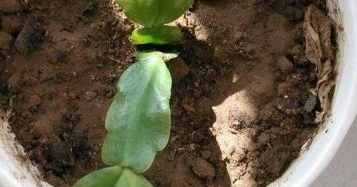 植物|入秋了,扦插6种植物准没错!掐个枝条就能活,半个月长成盆栽