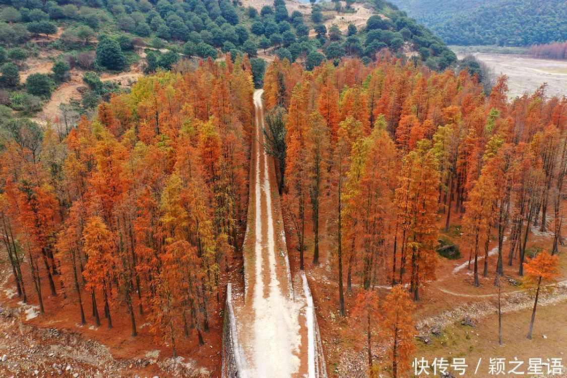 红杉林|水库水杉红，风光之美，缺水之忧