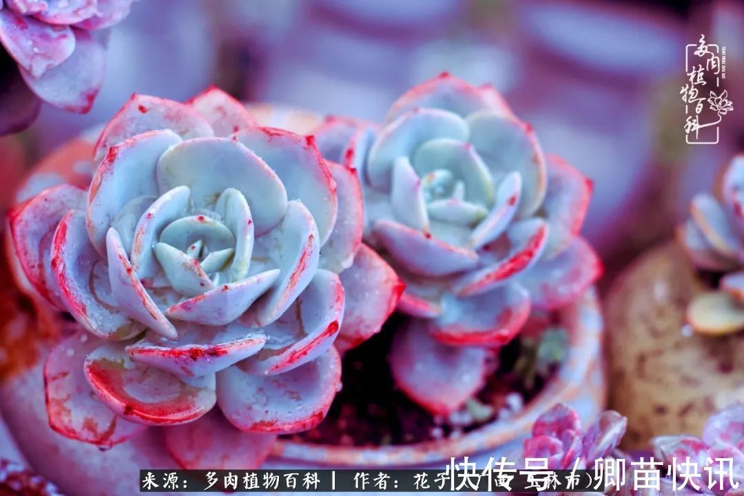 为了爱情来到陌生城市,偶遇多肉,地老天荒的爱恋!