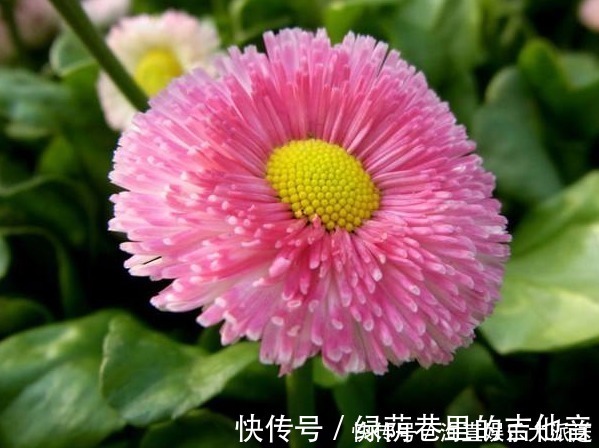 种花|1种花，开花“似绒球”，比太阳花更好看，好养易活，能开一春夏
