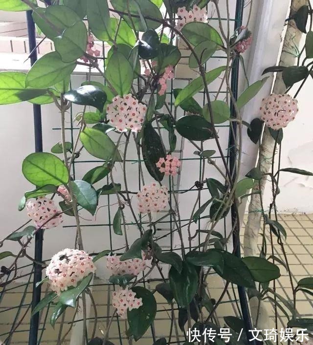 此盆栽花比香水还香,比绿萝还好养,一年四季开花,幽香飘满堂!