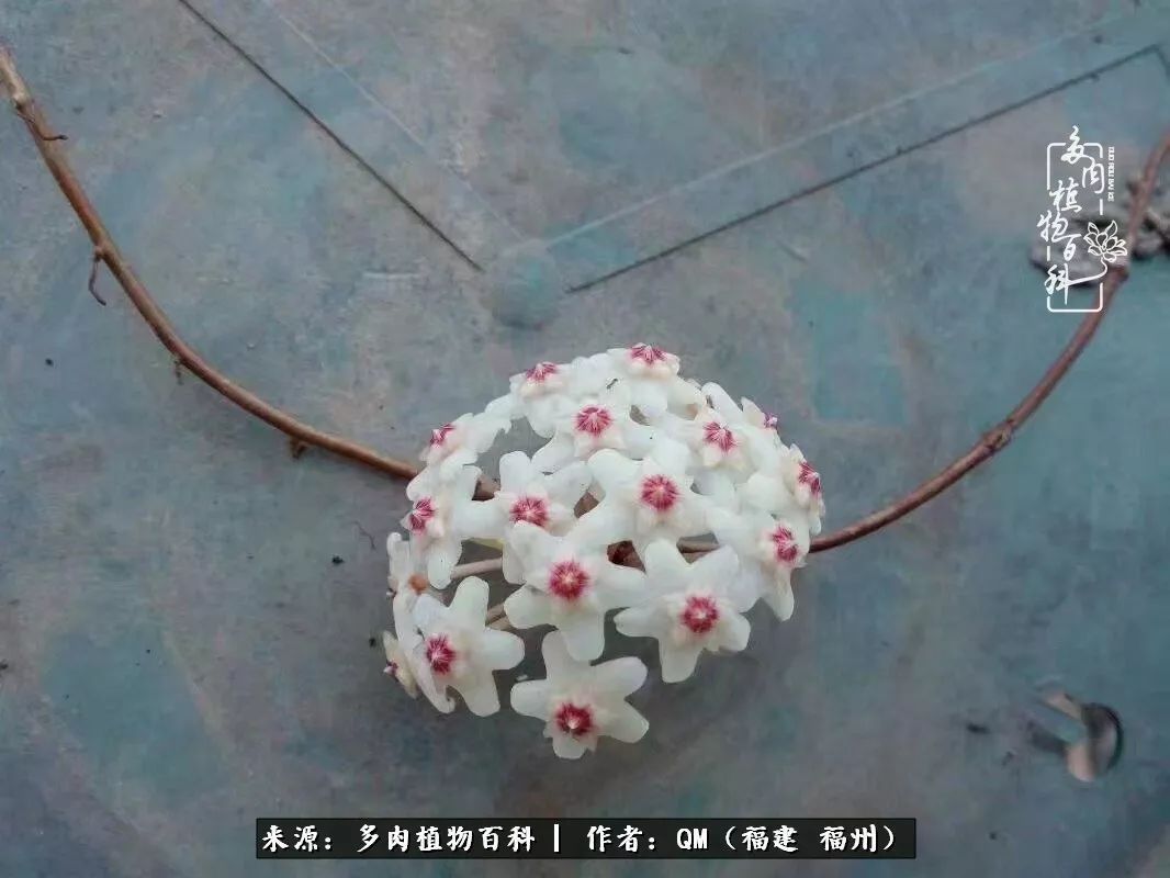 寒山转苍翠,秋水日潺湲——多肉未央,睹物思人!