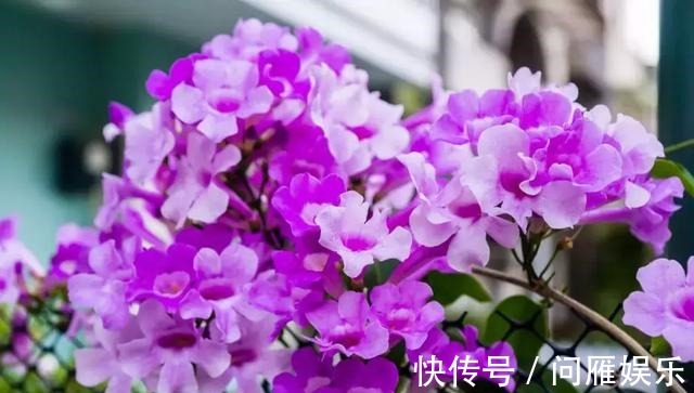 1种花1年能长4米高，花开1000朵，从来不生虫，花还能当蒜吃！