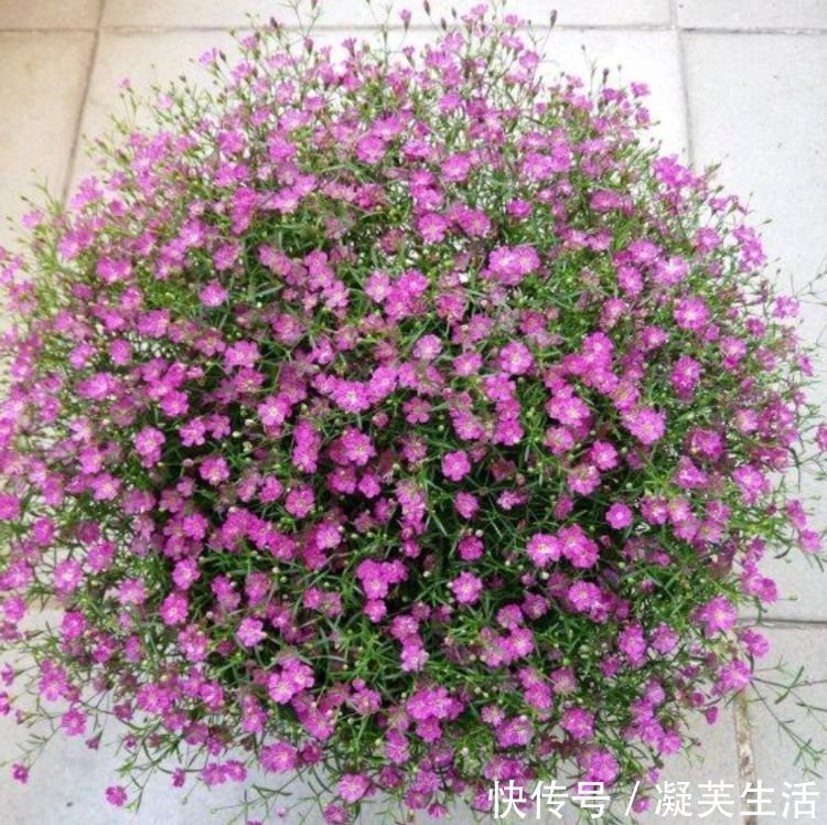 5种花适合夏天养，净化空气超厉害，杀病菌，除灰尘！