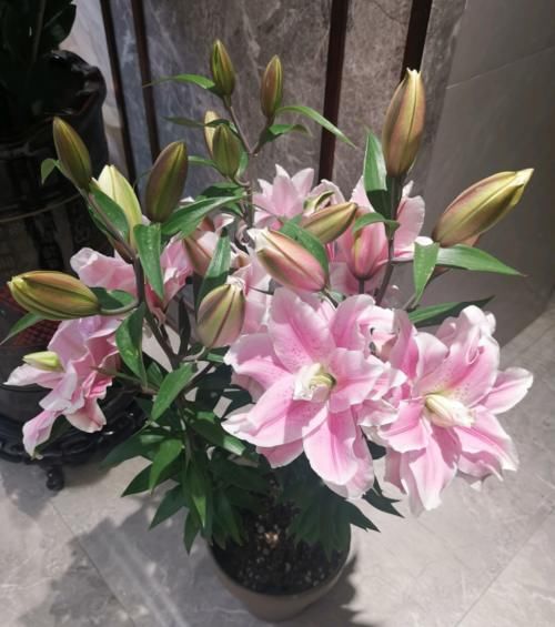 一年生一窝的5种花，越养越多，养它们不花钱还能赚钱！