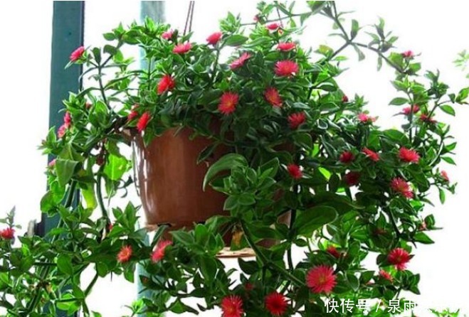 3种花是爆盆能手,开起花来拦不住,家里财运亨通,旺运一整年