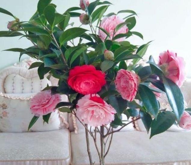 4种花花期超长的,养在家里繁花似锦,清新脱俗