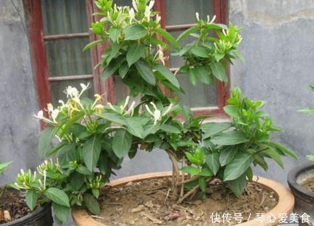 治病|喜欢盆栽这3款植物就赚大了，既能观赏又能治病，堪称天然药箱