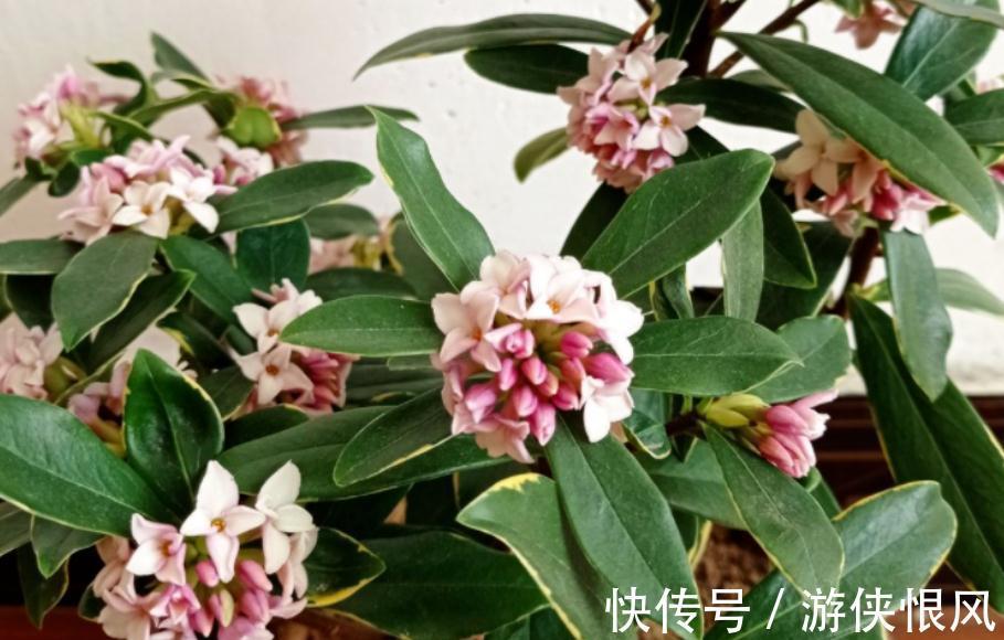 世界名花金边瑞香,冬季种植多注意这6点,开花香、数量多