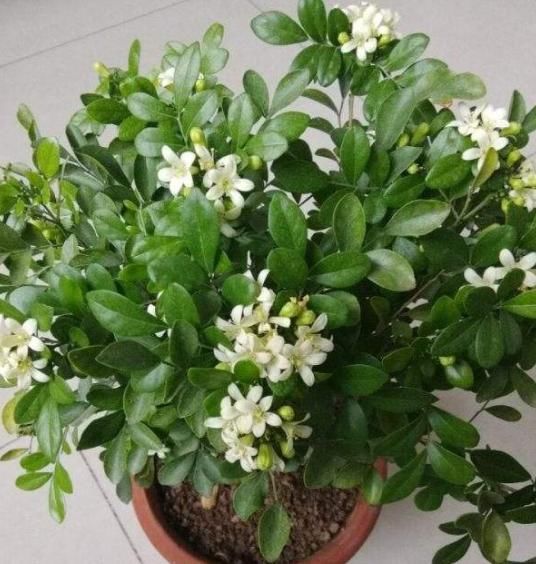 “九里香”枝干美丽,芳香四溢,但养护时要注意“3个细节”