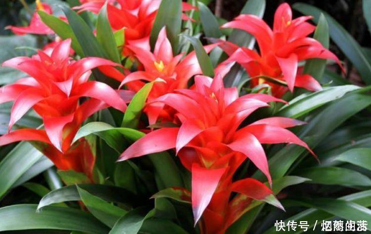 达芙妮|4种高颜值网红花，人见人爱，浇水点就疯长，开花超美的