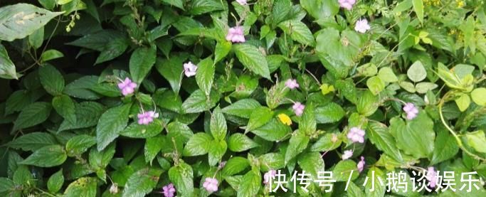 中医|这种能续筋接骨的草药，长在路边，竟无人认得，中医，真的式微了