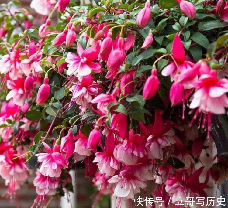 花海|此4款花很好养活,花量超多,花期半年,能给你一片花海