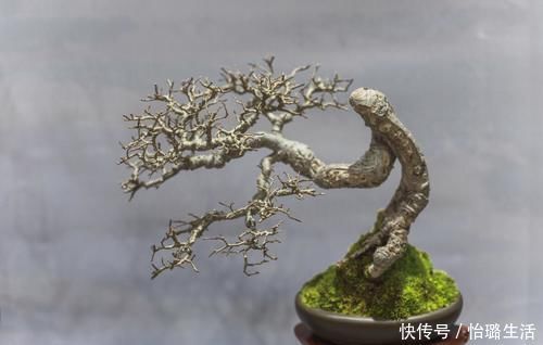 整体造型|盆景树木叶片太大,3个控叶技巧,让叶片变小,尽显古朴苍老,不学可惜了