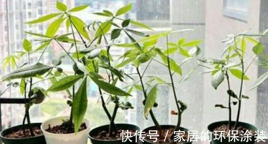 进入10月,建议扦插5种花,温度适宜利于生根,成活率直线上升