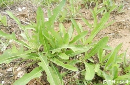 野菜|农村这种随处可见的野菜，城里人把它当成宝，原来它能消暑保健