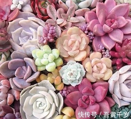 对于沙漠玫瑰,了解的人不多,但你若想种好它,这5个技巧要知道