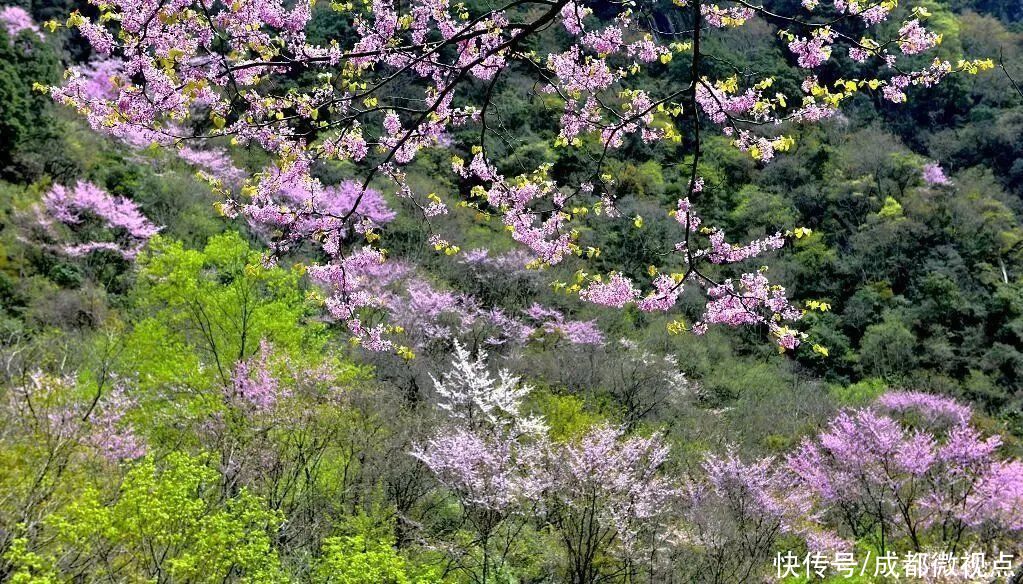 紫色花海迷人眼，赏花攻略已送达，只待君来