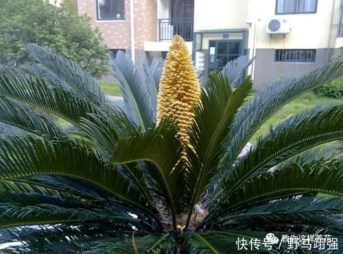 金钱树|太省心的花,1个月浇一次就行,叶子长的还超旺盛!