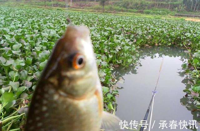 钓鱼|别人泡的酒米，诱鱼效果就是比你的强，那是把控了几个细节！