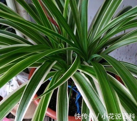 吊兰叶片细长易折断改正几个“小动作”,叶片绿油油,疯长不停!