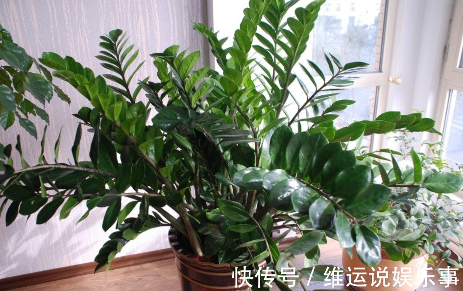 家庭养花，从哪些方面下手休整植物根部效果好？