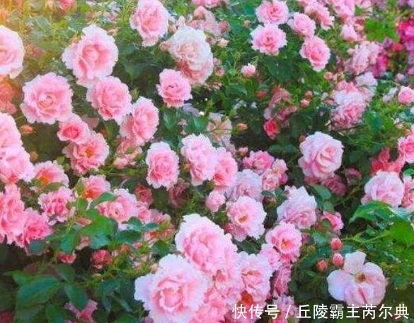 家里要养4种花,开花吉祥又喜庆,远远的,就能闻到它的花香