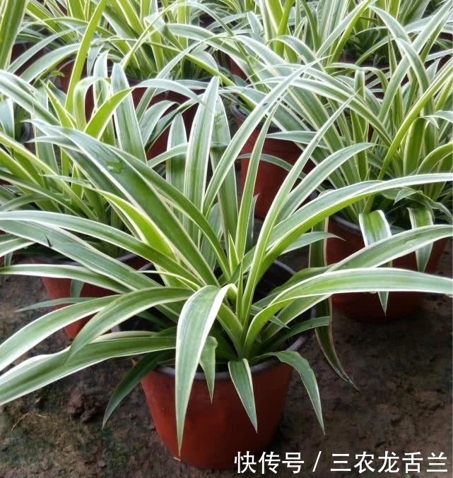 花友太懒不要怕, 这些植物怎么忘都养不死