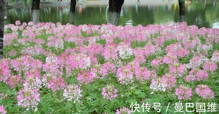 天人菊|6种公园常见的花,造型独特,开花美爆了