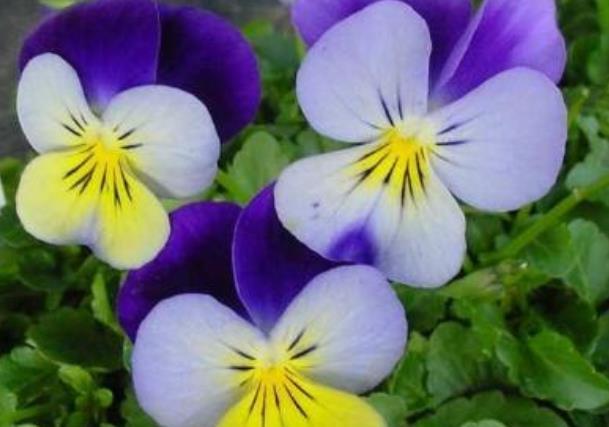 此款花卉便宜又好养，丢到阳台，开花漂亮花期长，一开就是300天