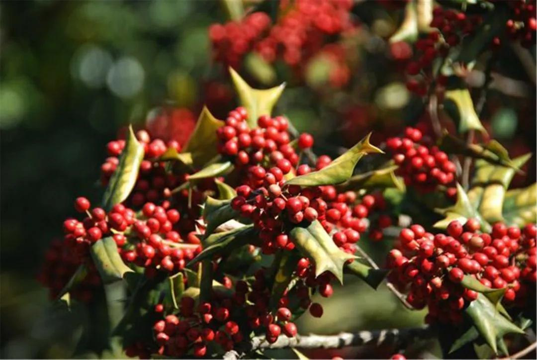 农村常见的构骨,做成盆栽当年宵花,果子红红火火很喜庆