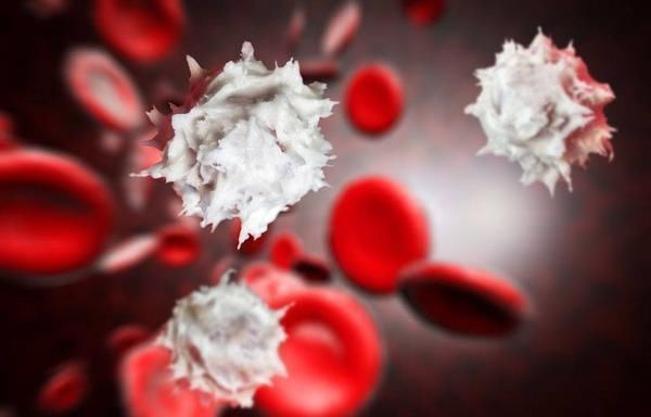 牛蒡根|血管的“净化器”被找到了,不是洋葱,一日三餐换着吃,血管慢慢变“干净”