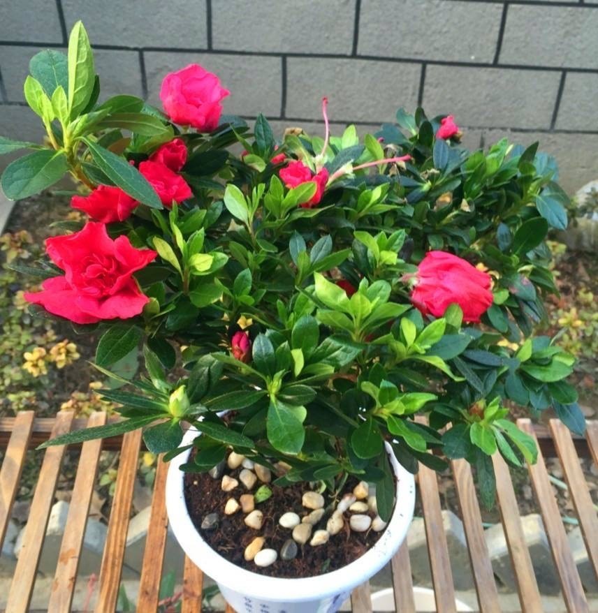 光照|养杜鹃花，掌握住换盆、浇水、光照技巧，新人盆栽一样年年开花
