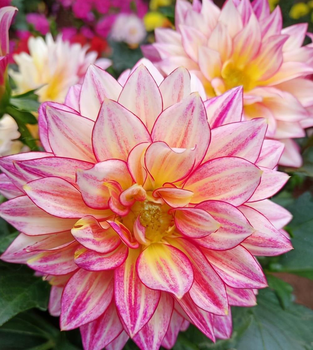 动作|六月养大丽花,勤做“三动作”,枝干粗壮不倒伏,一次绽放上百朵