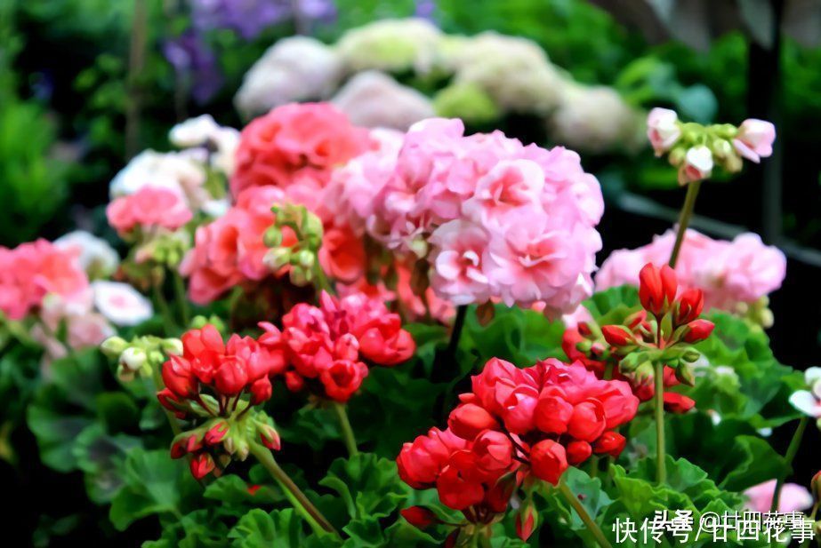 秋天扦插四种花，生根成活快，明年花开满阳台，实现“赏花自由”