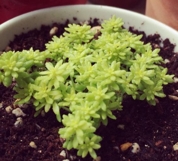 见阳光就疯长的“多肉”植物，“黄金万年草”好看易爆盆