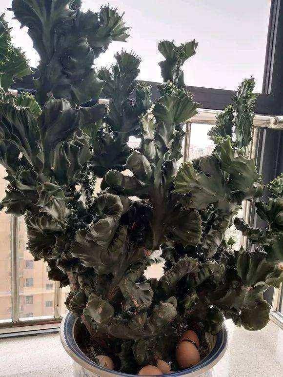 寓意|聪明人养这2种盆景,样子不招喜欢,寓意却极好,净化空气效果好