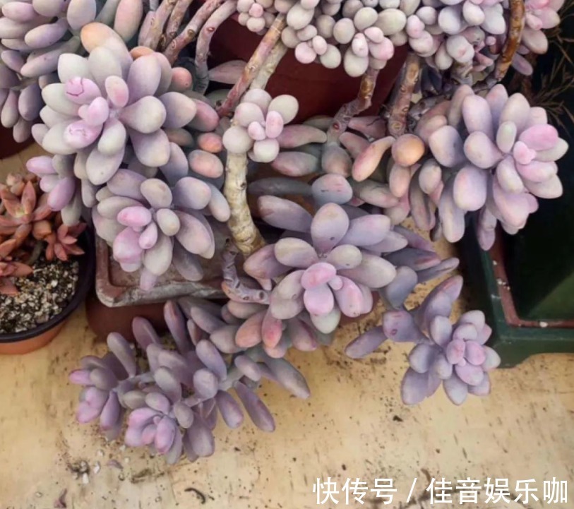 土壤|寻常多肉该怎么养护,才能快速蜕变成木桩?盆栽抓住3点