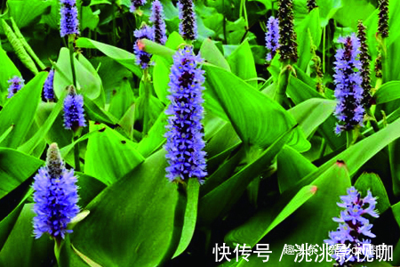 喜欢养花，不如养盆梭鱼草，艳丽，幽香，妩媚动人