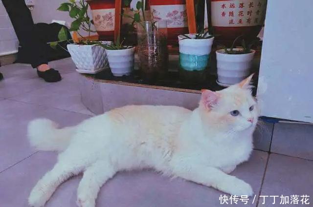 生意|秋天的第N+1杯奶茶,校园奶茶店生意都很红火