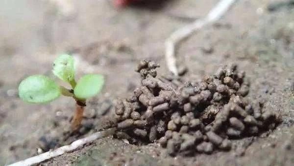 土壤|盆土变硬如“石头”，不用换盆，浇这“2种水”，比新土还松软