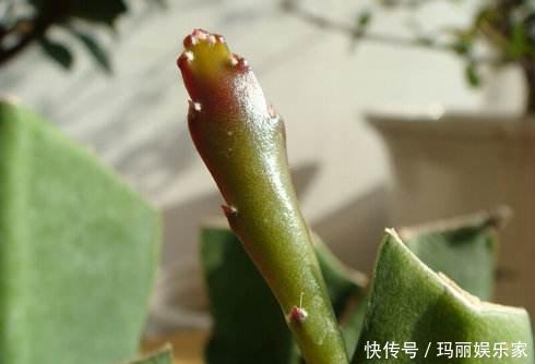 下头|一棵仙人掌，开出“大荷花”，插一根枝条，上头下头都“冒根”